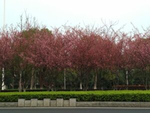 Cosa vedere a Suzhou in Cina